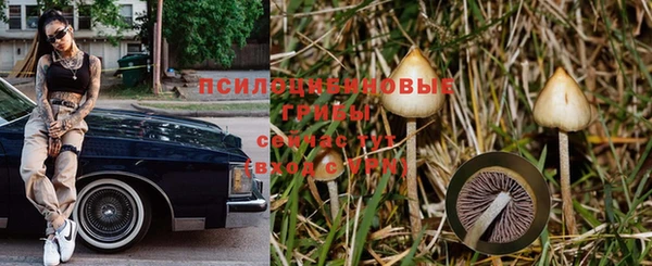 крисы Алзамай